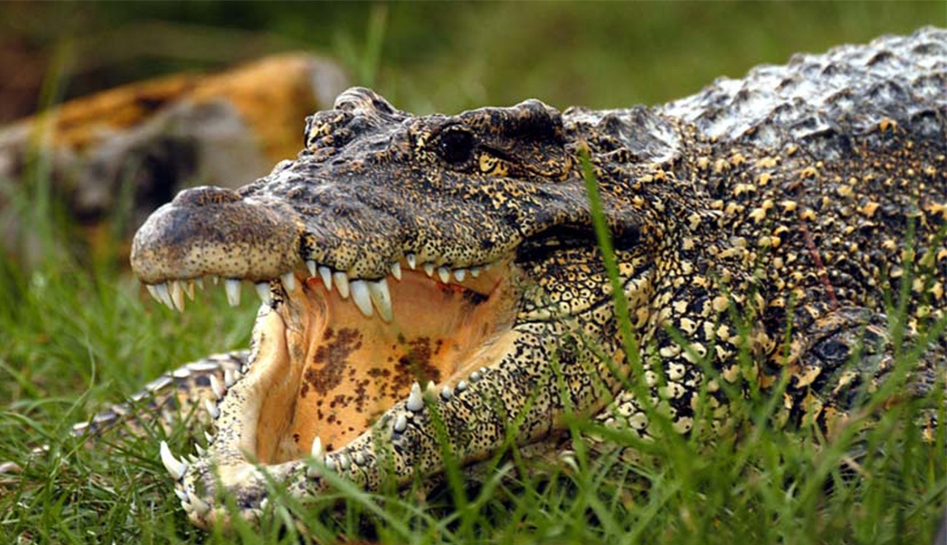 Alligator in tall grass with his mouth open. Gatorland. Orlando, Florida.