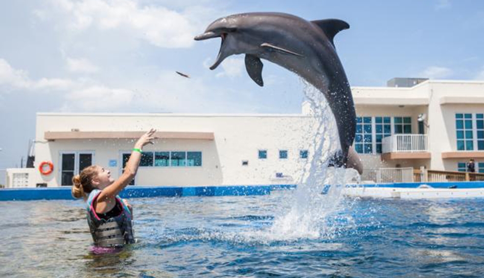 Woman (left) in a pool while she throws up a fish into the air for a dolphin (right) with its mouth open to catch it mid-air. Marine building in the background. Daytime photo. Marineland. St. Augustine, Florida.
