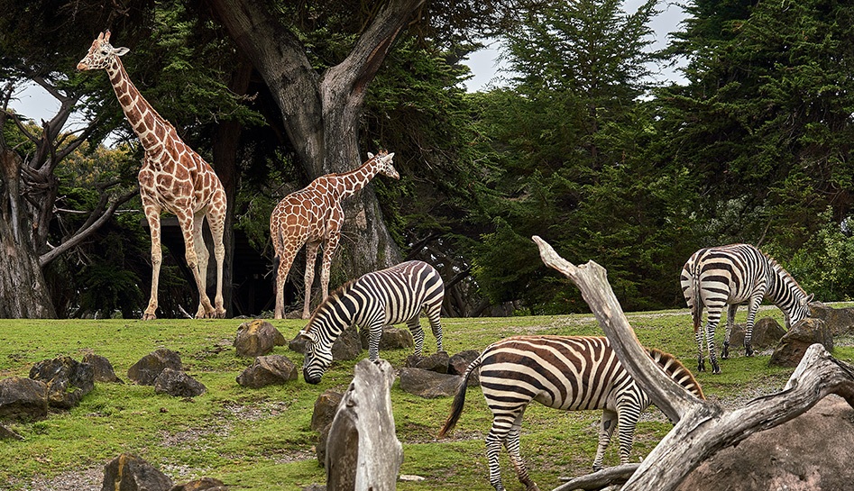 Brevard Zoo