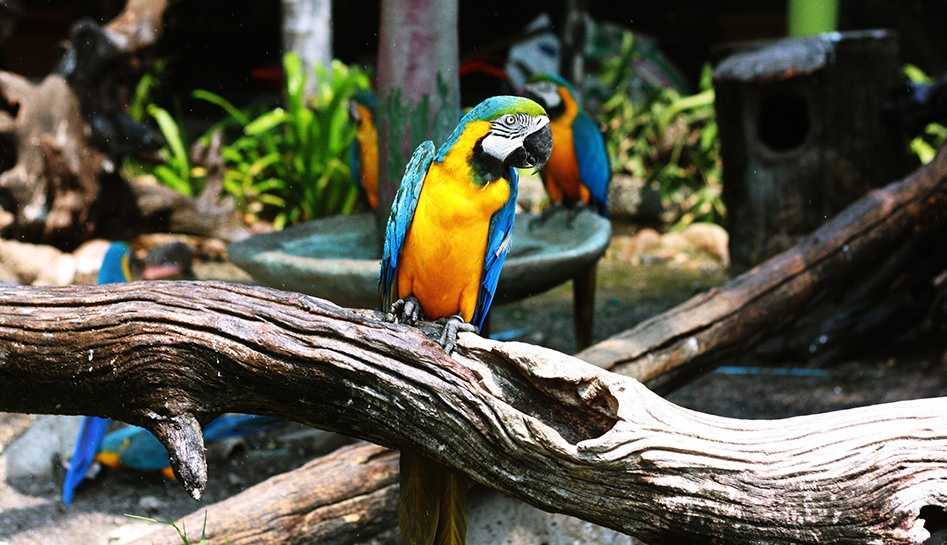 Central Florida Zoo