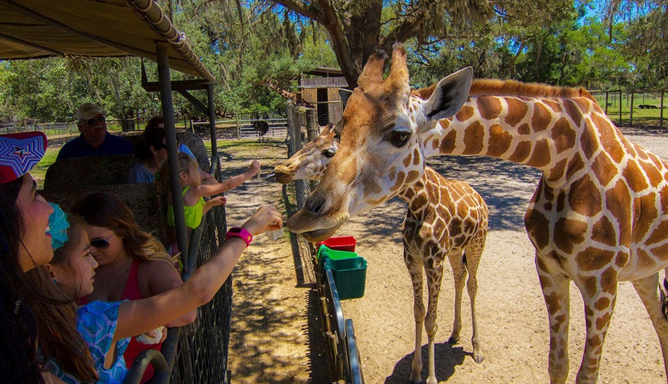 Two giraffes (right) attempting to eat from hands of people inside of a safari truck (left) at Giraffe Ranch. Pasco County, Florida. Daytime photo.