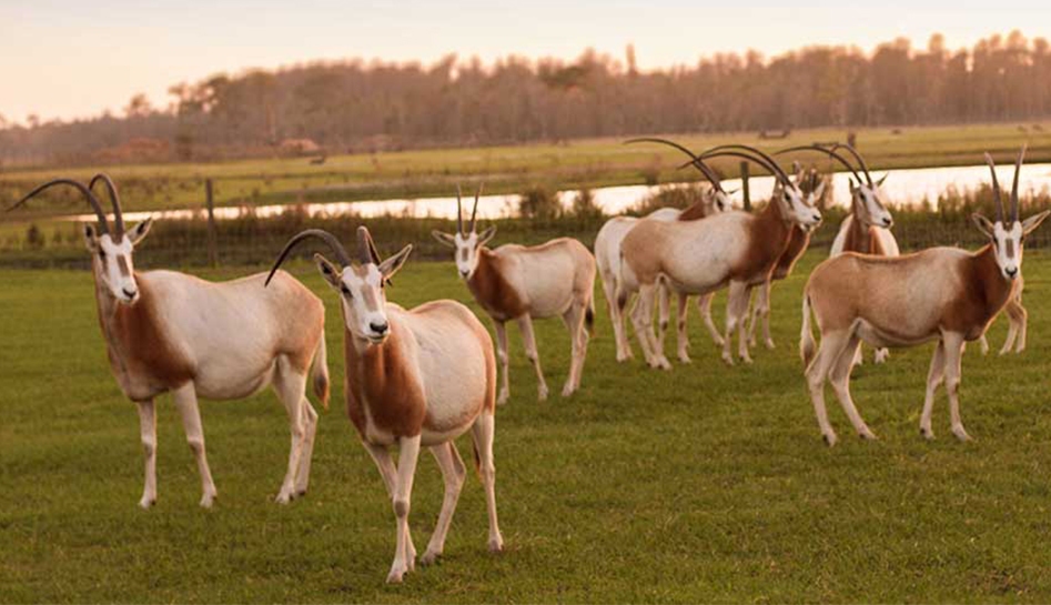 Animals gathered at sunset on the Safari Wilderness Ranch. Lakeland, Florida.