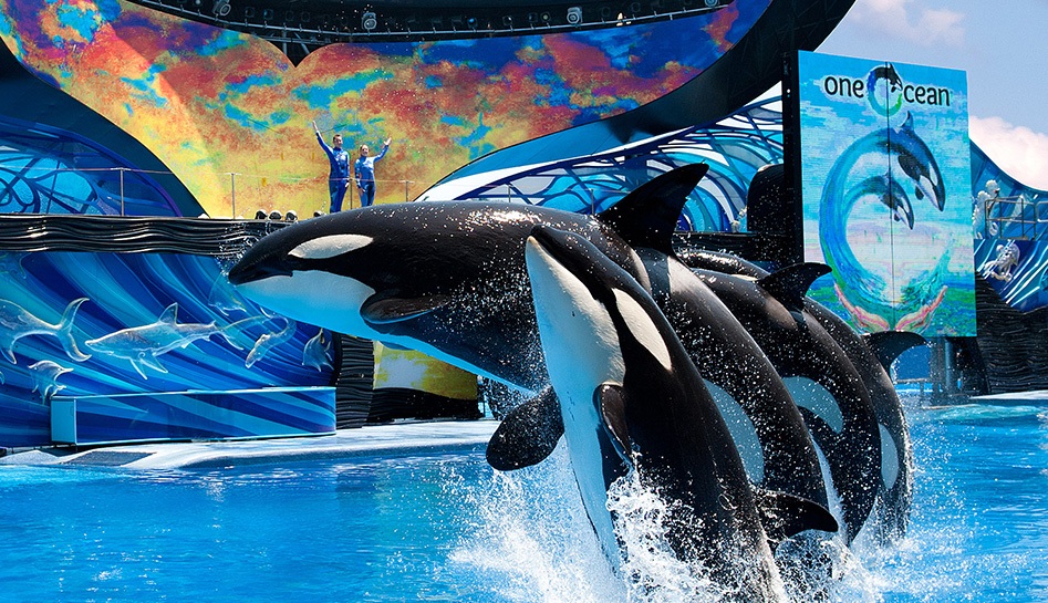 Four Killer Whales jumping up from the water at SeaWorld Orlando's show, One Ocean. Two trainers stand in the distance with their arms in the air. Daytime photo. Orlando, Florida.